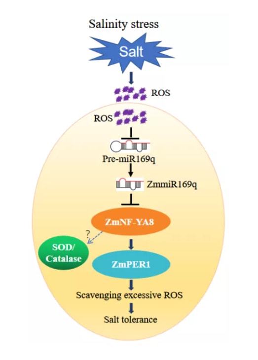 plant physiol 中國農(nóng)科院生物所王磊 徐妙云團(tuán)隊(duì)發(fā)現(xiàn)mirna提高玉米耐鹽性的新機(jī)制